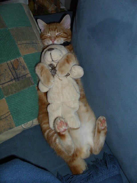 Kater Willi hat ein aufregendes Leben: Mal beim Schmusen mit seinem Kuscheltier Bärle... | Foto: oh