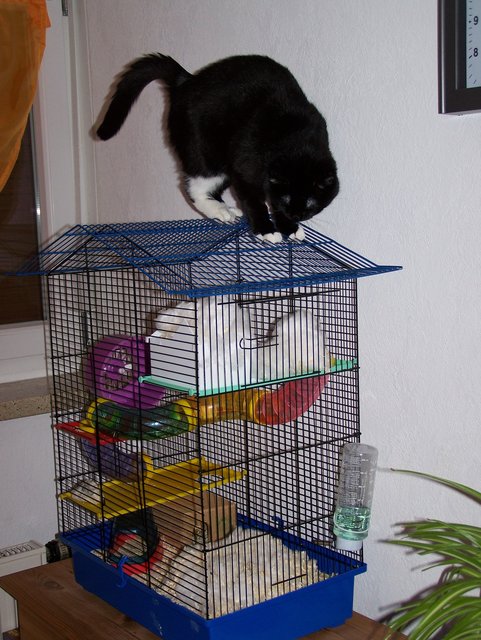 Ich will doch nur spielen!