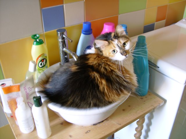 ...und ein schönes Bad am Morgen für Katze Wetzeni von Liga Priedite-Grossa | Foto: oh
