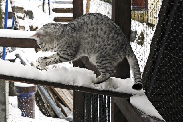 Wie wäre es mit einer Schneeballschlacht ?