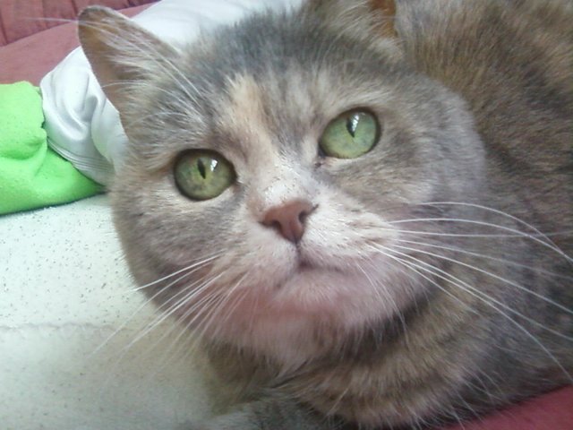 ... ist ein Mix aus Perser Katze und Hauskatze und heißt Luzi. | Foto: oh
