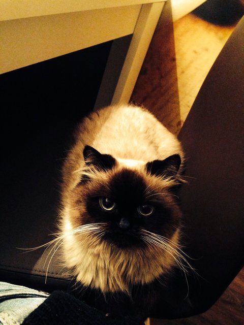 Katze Cookie... | Foto: oh