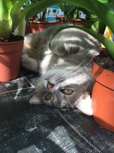 Die "Dschungelkatze" inmitten von Pflanzen gehört zu Christine Mehl | Foto: oh
