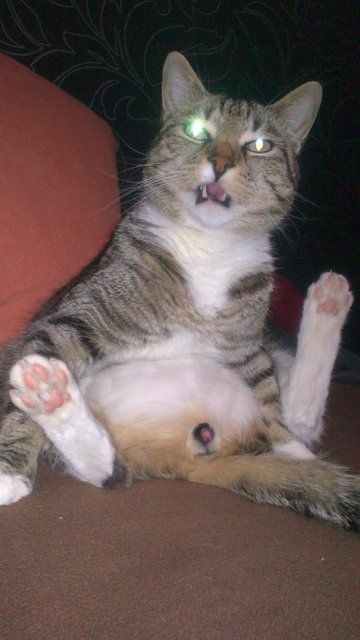 Beim Putzen gestört wurde Kater Jacky von Stephan Heffner. | Foto: oh