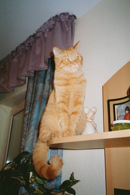 Kescha beim Relaxen