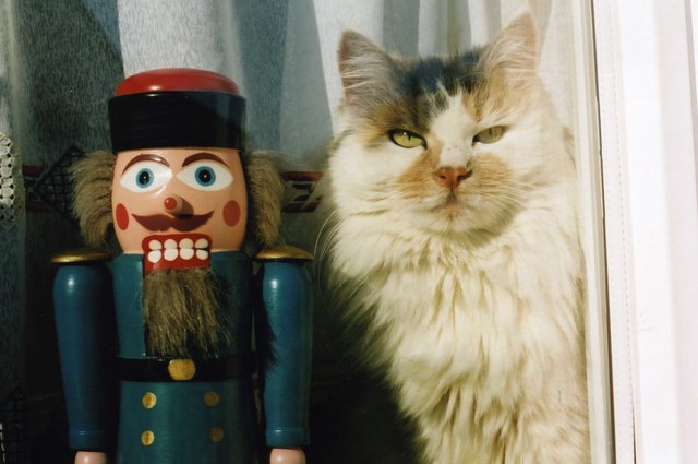 "Wo bleibt denn jetzt der erste Schnee?" Gemeinsam warten Katze Mona und Nussknacker von Günther Klebes. | Foto: oh