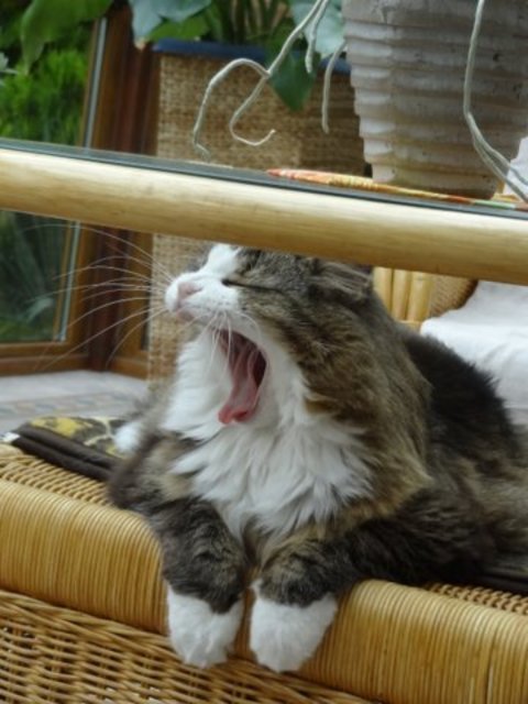"Ist mir heute wieder mal langweilig!", denkt sich wohl die Norwegische Waldkatze Ronny von Hilda und Rudi Stehle | Foto: oh