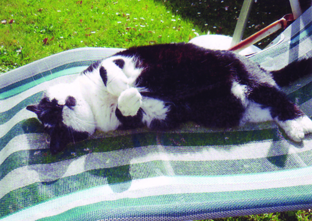 Billy, der Sonnenanbeter | Foto: oh