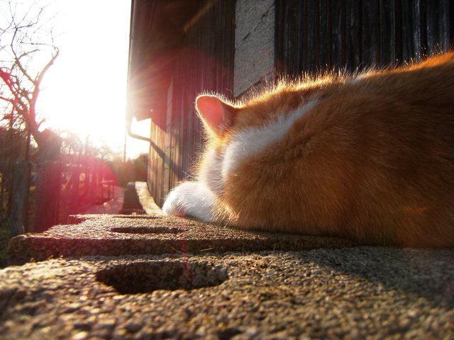 Einfach mal in die Sonne legen... | Foto: oh