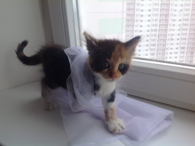...ist die Mieze von Frau Schneider. | Foto: oh