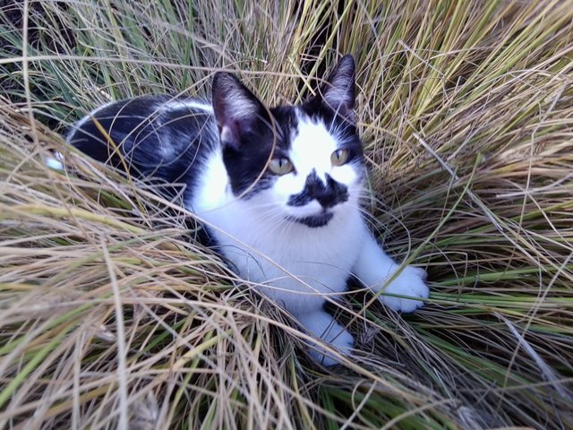 Katze Nelli ist 18 Monate alt und ein Freigänger, den es aber immer wieder zurück in die Wohnung von Manfred Frankes Sohn zieht. | Foto: oh