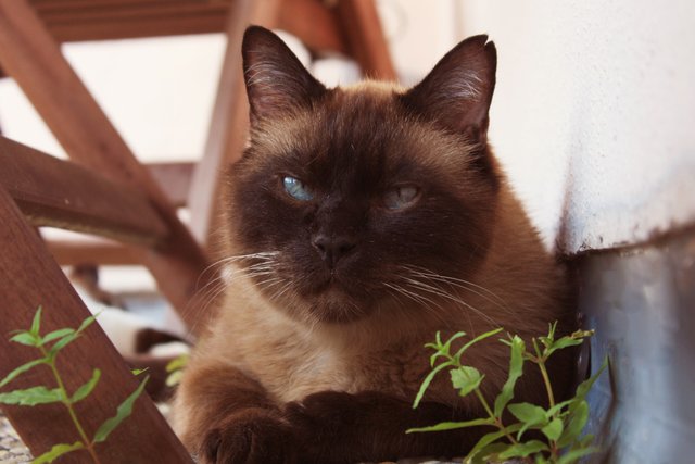 Bacio, mein italienischer Schmusekater
