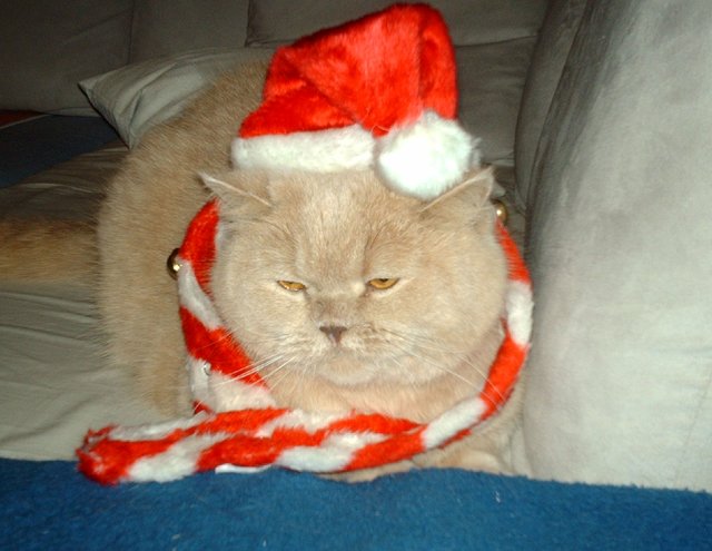 Ich warte auf den Nikolaus
