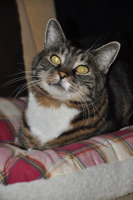 Unser Kater Charly
