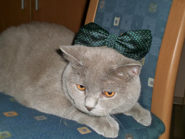Ist den heute schon Fasching?