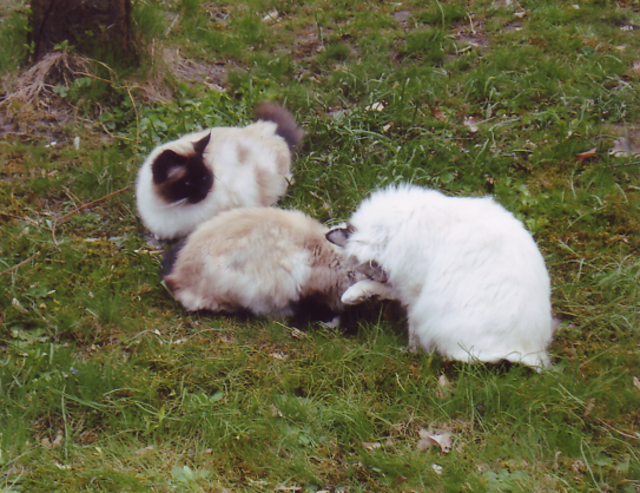 Die Katzen von Theresa Best haben sich gerne (v.l.) Dobby, Flecki und Malou. | Foto: oh