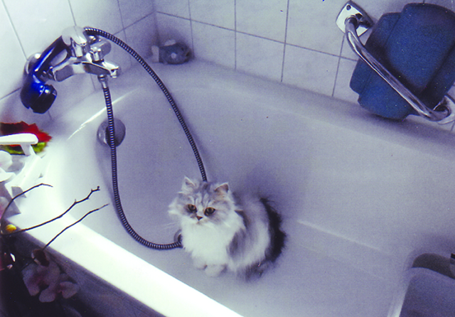 Ob das Pflegekätzchen gebadet werden möchte? | Foto: oh