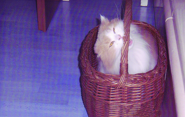 ... vielleicht doch ein Nagetier? | Foto: oh