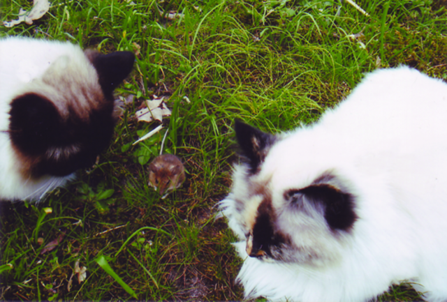 Dobby und Malou beim Spielen. | Foto: oh