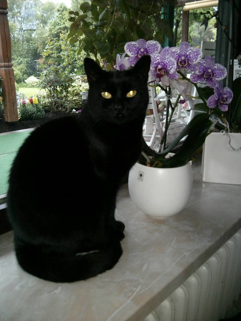 Unser schwarzer Panter mit Orchidee