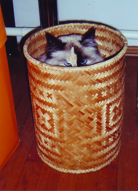 Frech spitzt Katze Malou aus dem Korb. | Foto: oh