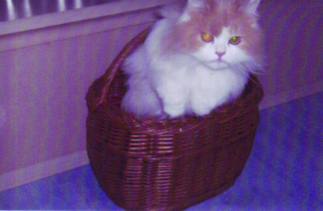 Ist Kater Moritz in Wirklichkeit.... | Foto: oh