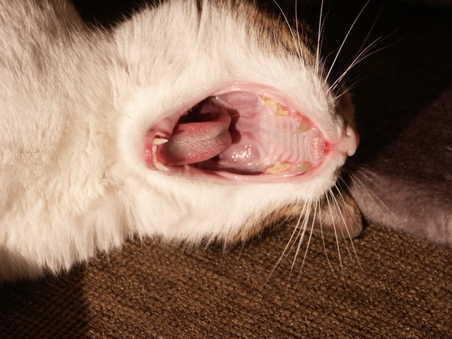 *gähn* So ein Katzenleben ist aber auch entspannend...