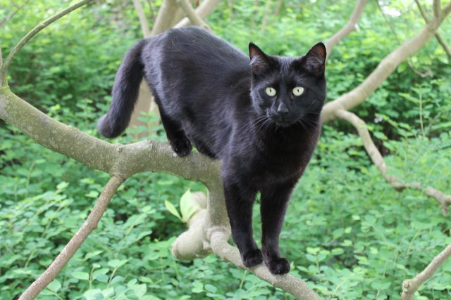 Kletterkatze