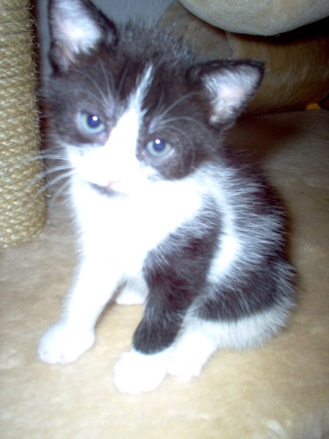 Einfach süß: Katerchen Anton ist erst vier Wochen alt. | Foto: oh