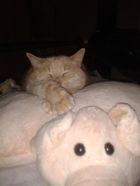 Kater Seppi fühlt sich auf seinem Lieblingskissen sichtlich wohl. | Foto: oh