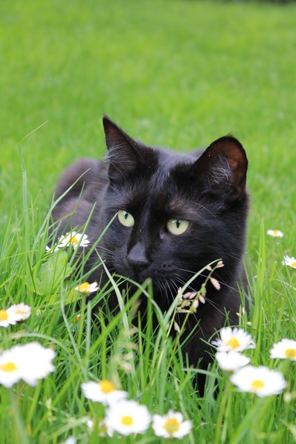 Sommerfreude