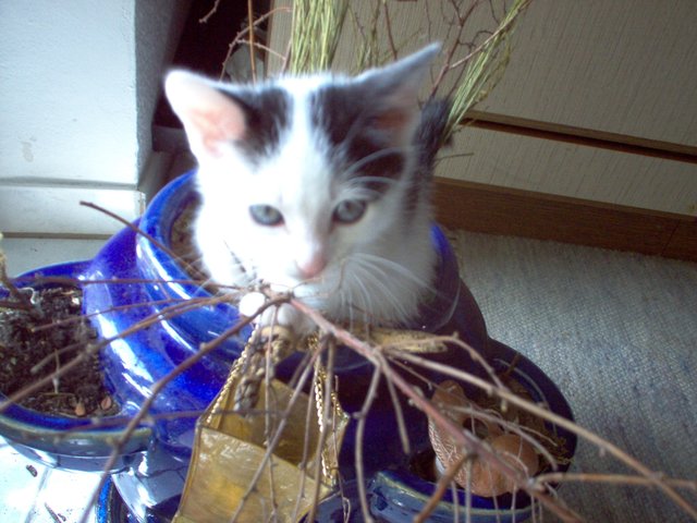 Anton mal mit ernstem Blick. | Foto: oh