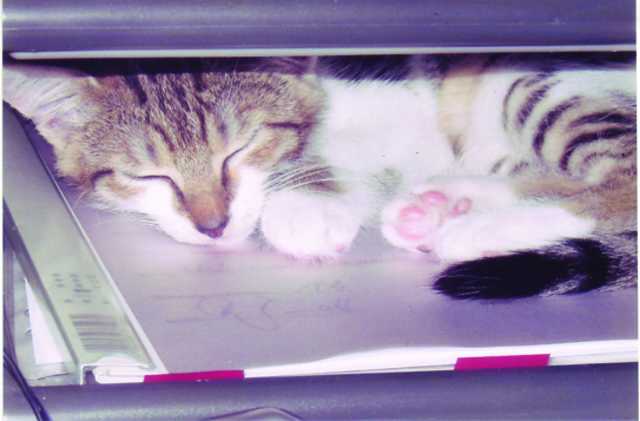 Wenn Kitty müde ist, sucht sie sich auch ungewöhnliche Schlafplätze. | Foto: oh