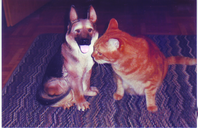 Hund und Katze sind die besten Freunde. War doch immer schon so, oder? | Foto: oh