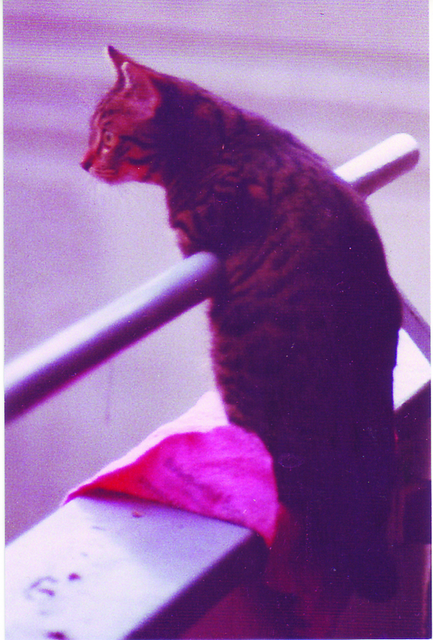 Eine schöne Erinnerung an Remie, die 16 Jahre alt geworden ist. | Foto: oh