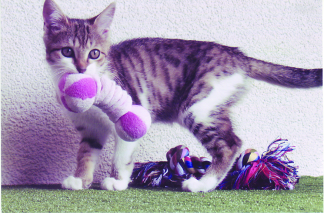 Kitty kommt aus dem Allgäu und fühlt sich bei der Familie Hesse pudelwohl. | Foto: oh