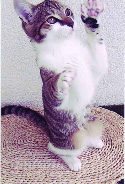 Kitty, gib mir fünf oder bist du gerade beim morgendlichen Yoga-Training? | Foto: oh
