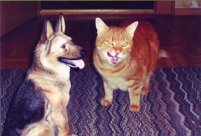 Felix lächelt mit dem Haushund um die Wette. | Foto: oh