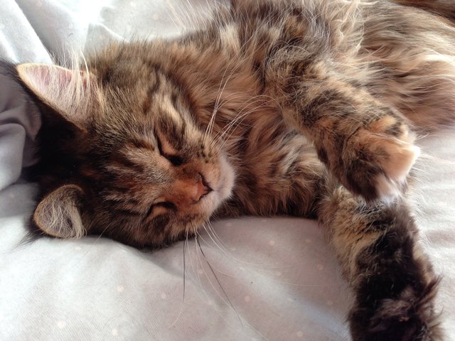 Minkas Main Coon ca 8 Monate....