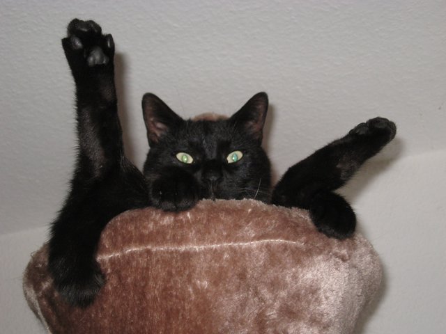 Kater Purzel bei einer seiner akrobatischen Vorführungen. | Foto: oh