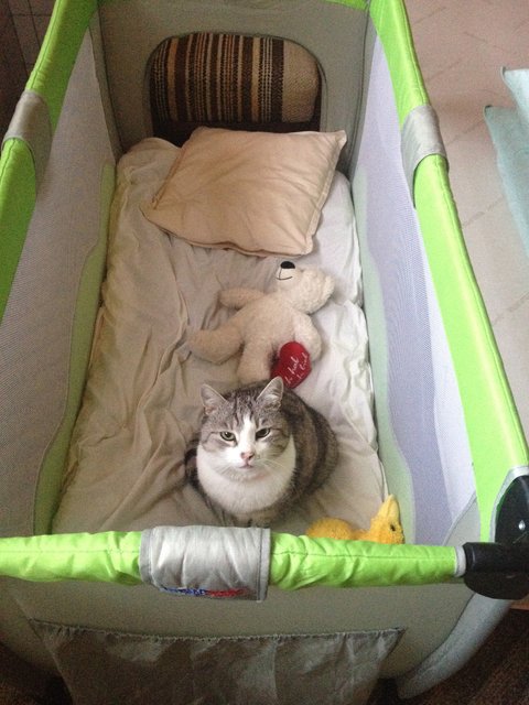 Felix im Reisebettchen