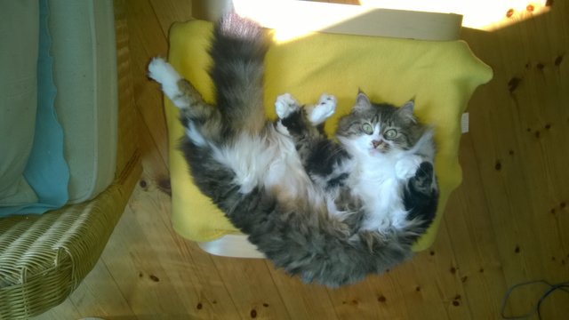 Pilates mit Lucy