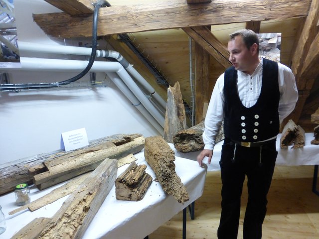 Schreiner zeigt Hausbockschäden