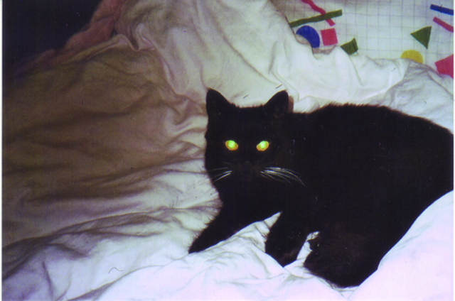 Die 16 Jahre alte Hauskatze Sissy und Max sind gute Freunde. | Foto: oh
