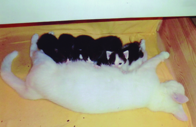 Zum Glück hat Mama Chantalle von Heike Büttner genügend "Zapfstellen", um ihre fünf kleinen Buben mit Milch zu versorgen. | Foto: oh