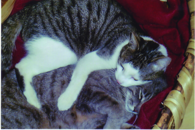 Katzenidylle: Lea und Timmy haben sich ganz lieb. | Foto: oh