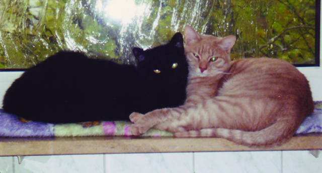 Lukas (l.) und Felix aus dem Tierheim Nürnberg.... | Foto: oh