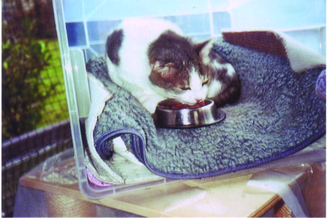 Kater Max wurde von der Familie Lensca in einem Winter mehr tot als lebendig auf dem Balkon gefunden worden. Flora Lenska hat Max mit Hilfe eines Tierschutzvereins gesund gepflegt und den Kater adoptiert. | Foto: oh