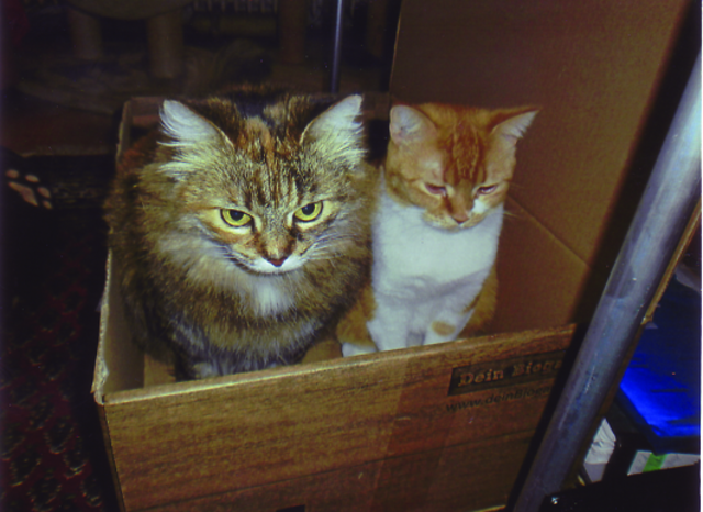 Brigitte Beck ist stolz auf ihre Katzenfamilie: Kira und Vicky im Karton .... | Foto: oh