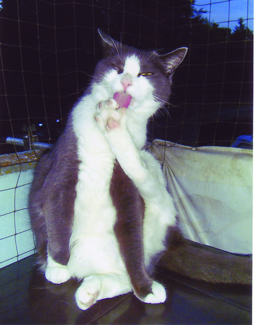 Erinnerungen von Frauchen Gerda Staigmiller an Kater Casymir.... | Foto: oh